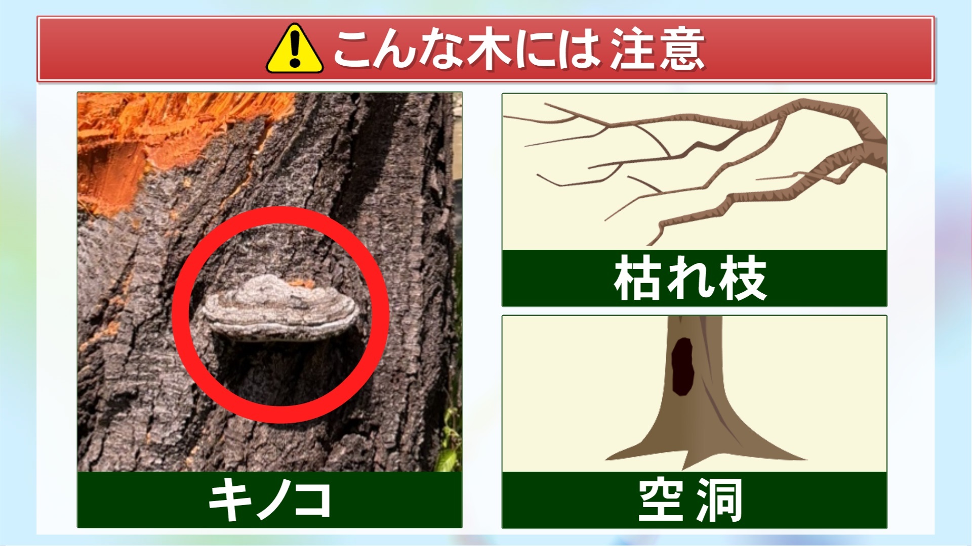 花見の名所で折れた桜には“キノコ”…自治体を悩ませる『街路樹の