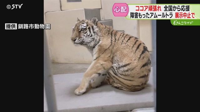 いのちかがやけ!タイガとココア : 障がいをもって生まれたアムールトラのきょう… いのちかがやけ!タイガとココア : 障がいをもって生まれた