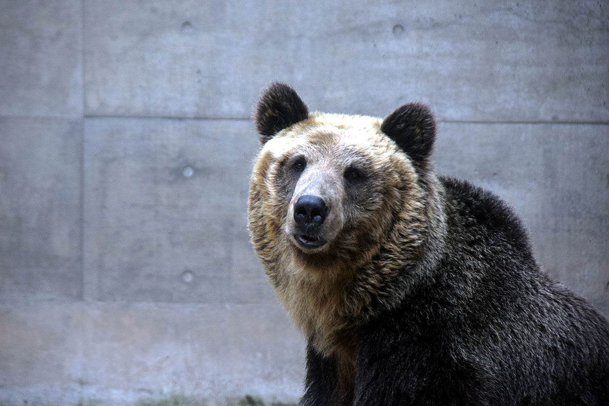 P98○北のヒグマ狩り 八条志馬 ヒグマ捕獲 人食い熊 人身事故 熊
