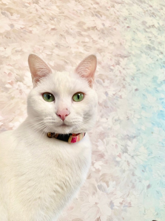 猫 窓用 ハンモック ベッド 宇宙船 窓ガラス 強力 吸盤 空中浮揚