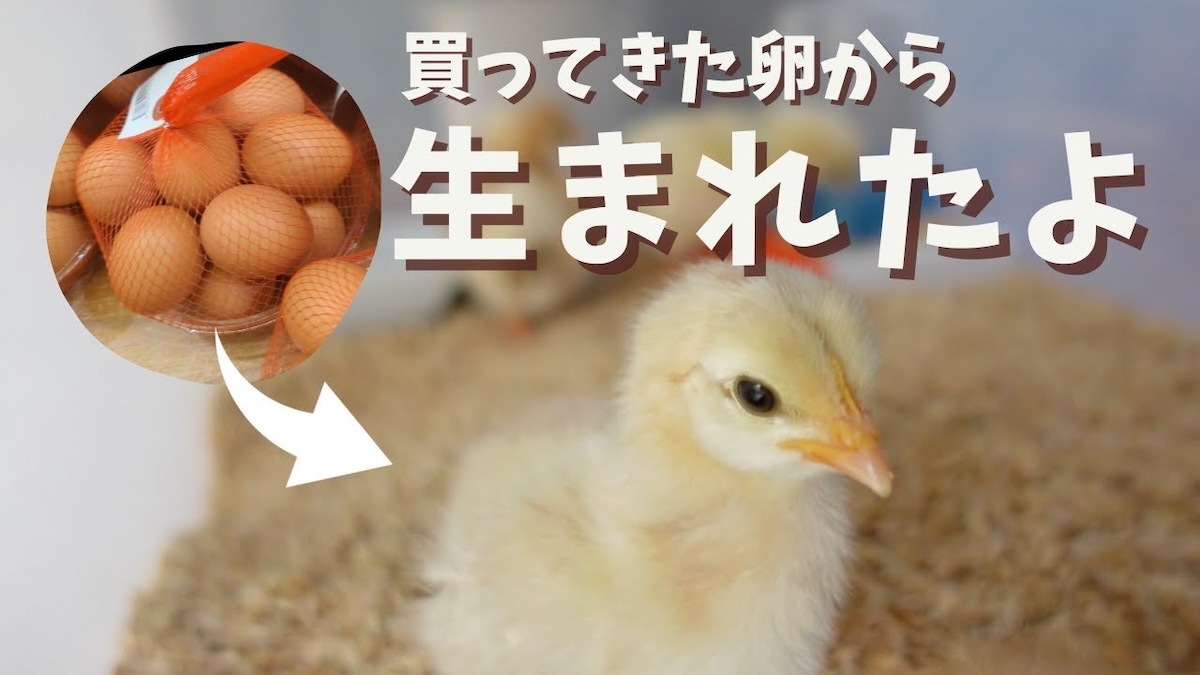 スーパーで買った卵からヒナが誕生 YouTuberたちの検証動画の
