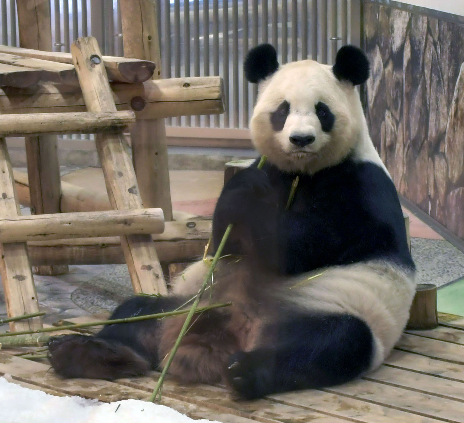 上野のパンダ Amazon.co.jp: 上野動物園 パンダ ぬいぐるみ Z : おもちゃ