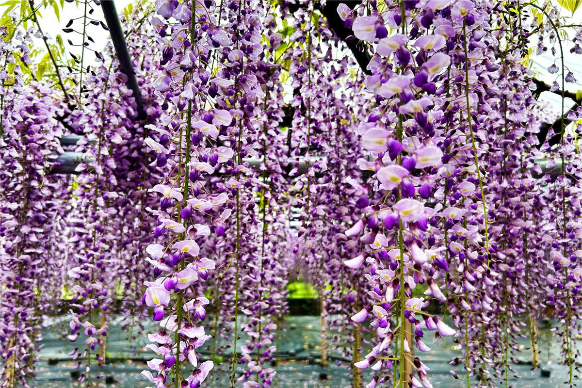 【超安い】 春爛漫に咲き誇る！ 薄むらさき色の藤の花が「藤沢白旗神社」で 絵画