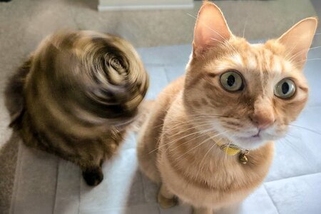 【高速回転】猫ちゃんの衝撃ショットが大バズり！「リアル2度見しました」「すごい」と注目集める(LIMO)