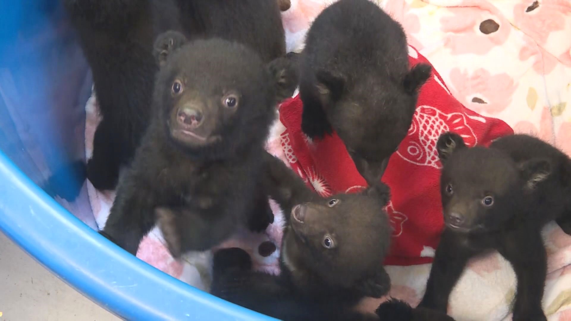 中には双子の子熊も…ニホンツキノワグマの赤ちゃん10頭が