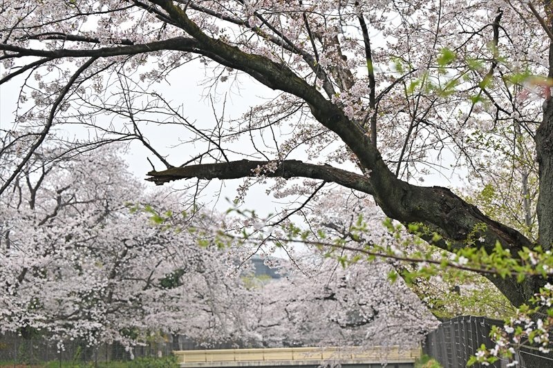 上毛新聞 群馬/ニュース/イベント/ぐんま | 【グンマーの櫻井翔