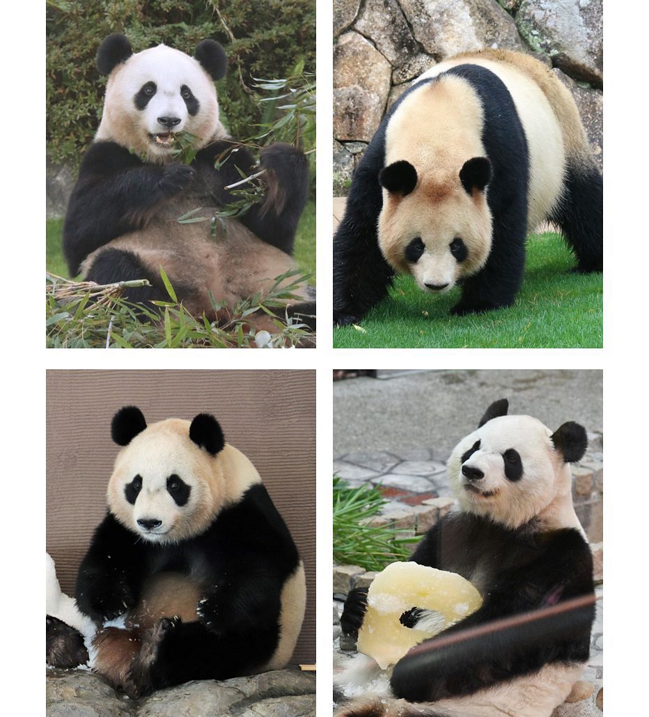 パンダ全4頭 中国返還へ 6月末予定、契約満了で、和歌山県白浜
