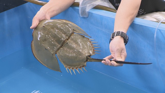 生きた化石「カブトガニ」復活に手応え 笠岡近海での捕獲数が