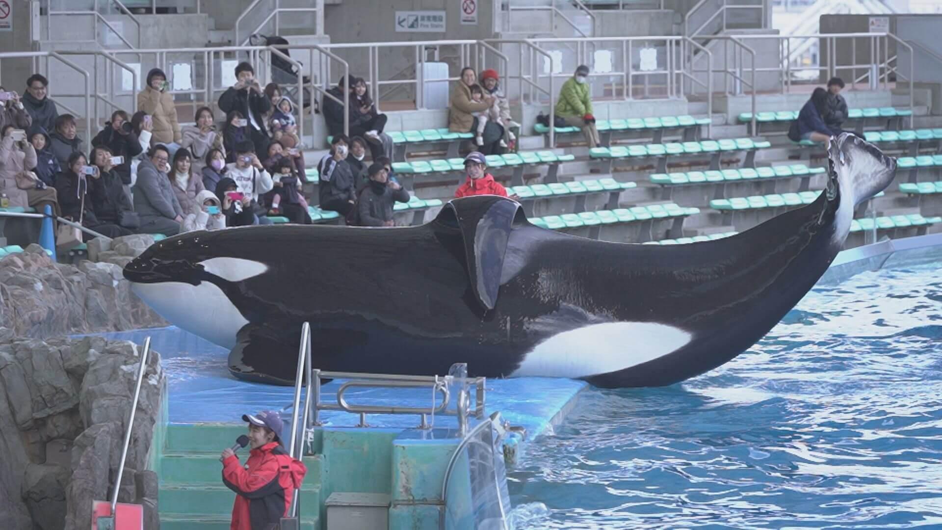 日本でオスのシャチが見られるのは名古屋港水族館だけ！今しか見