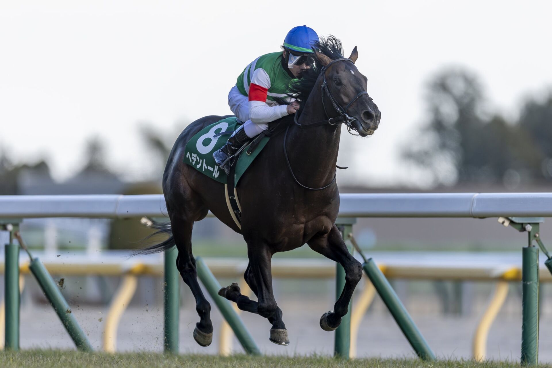 天皇賞・春登録馬】ヘデントールなど15頭（競馬のおはなし