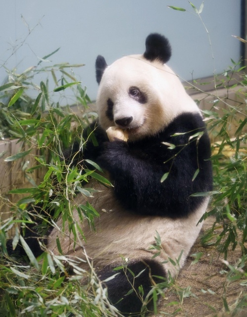 中国、新たなパンダ貸与に前向き 日本との共同保護「歓迎」 中国、新たなパンダ貸与に前向き 日本との共同保護「歓迎」