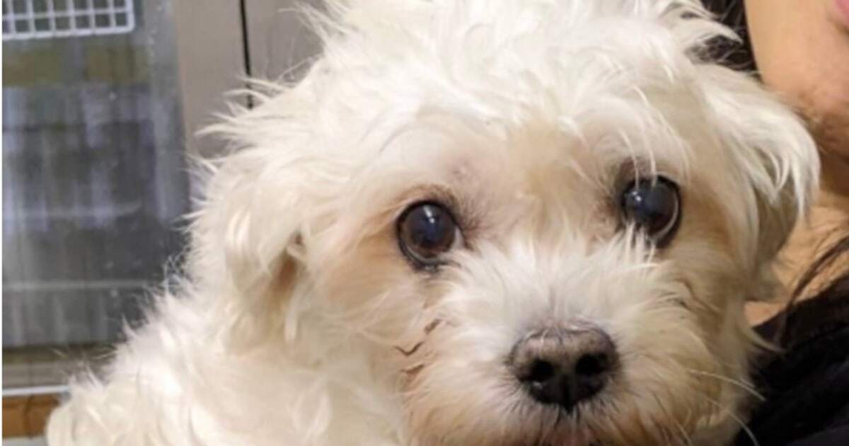 【中古】 ワンちゃんの家庭でできるケガと病気の治し方 治療費の上手な倹約法/誠文堂新光社/愛犬の友編集部 愛犬をケガや病気から守る本 | 株式会社誠文堂新光社
