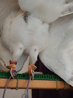 ふわっふわで可愛すぎ!メンフクロウが〈おしり〉をみせちゃう ふわっふわで可愛すぎ!メンフクロウが〈おしり〉をみせちゃう