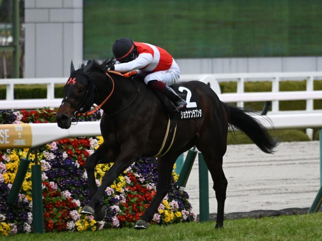 👑天皇賞（春）2025👑｜ゆみ@血統予想家🏇