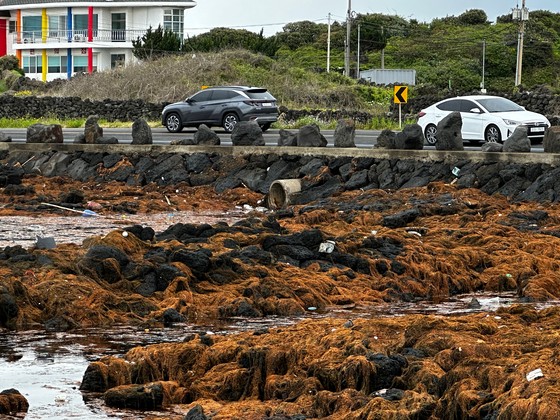 alt: 済州島の海岸に打ち上げられた大量のアカモク。悪臭を放ち、景観を損ねている。