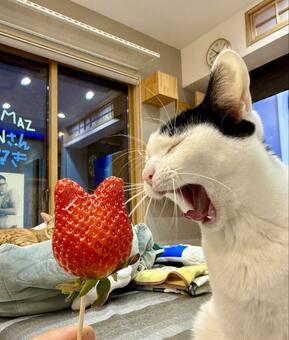 話題】珍しい「猫型のイチゴ」と猫ちゃん！あーんしたお口から