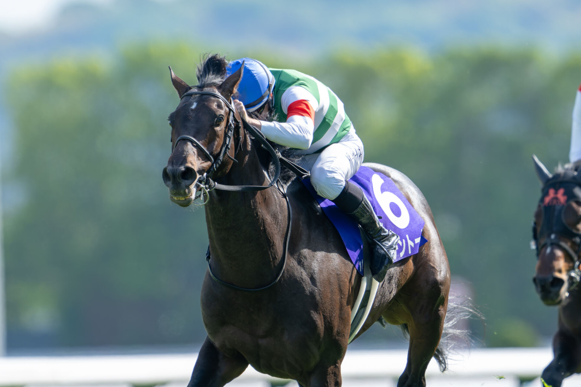 ヘデントール　未勝利戦　現地的中単勝馬券　　天皇賞春優勝 天皇賞・春、ヘデントールが優勝 競馬、1番人気でG1初制覇
