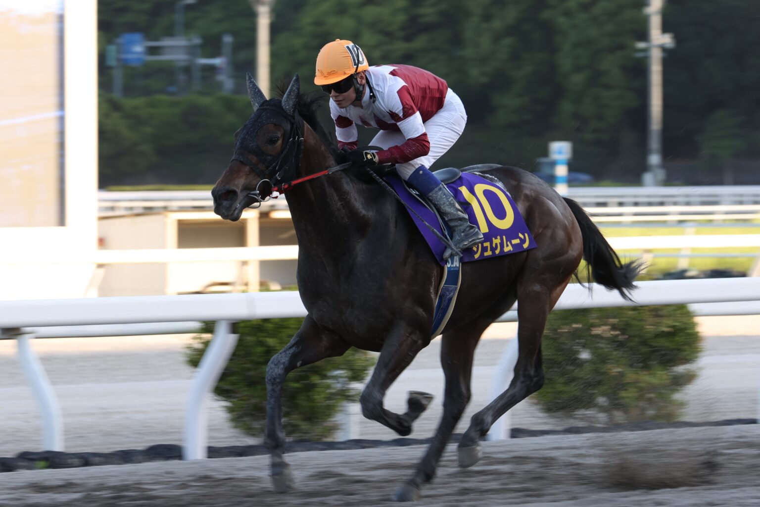 ジオグリフ　皐月賞記念ブルゾン Amazon.co.jp: 競馬 ブルゾン ジャンパー ジオグリフ 皐月賞勝利