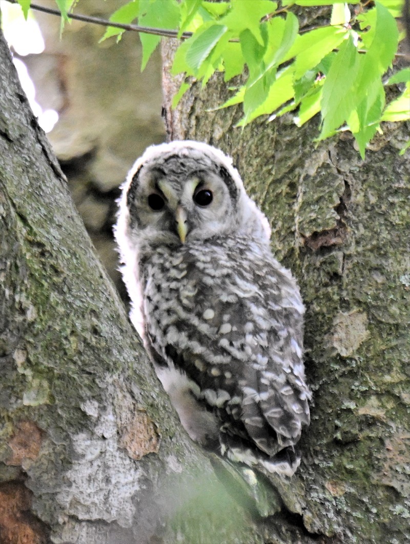 フクロウの巣立ち（野木神社） - karate-knd5's blog 野鳥