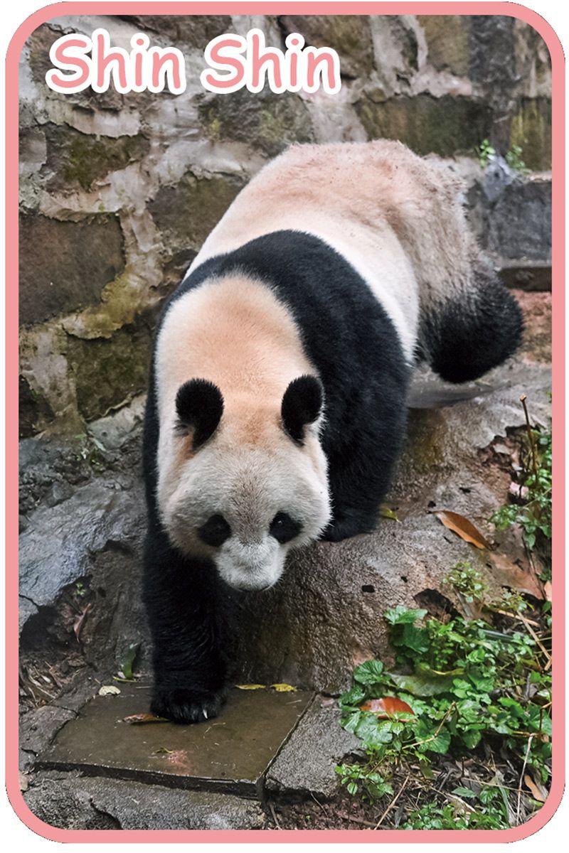 Amazon.co.jp: 上野動物園ポストカード ジャイアントパンダ