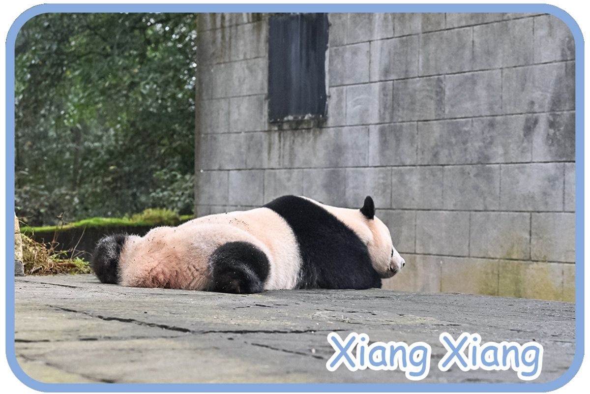 上野生まれのパンダ・シャンシャンに会いに中国四川省へ。24年9
