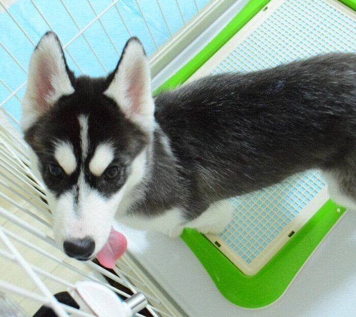 念願だったハスキーの子犬と家族に！→6年後、飼い主にとって