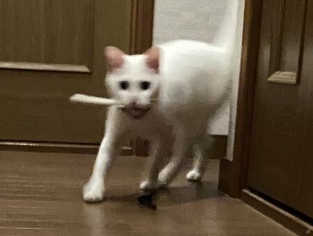 ヤチコダルマ 猫抱っこ黒白猫 新品未使用
