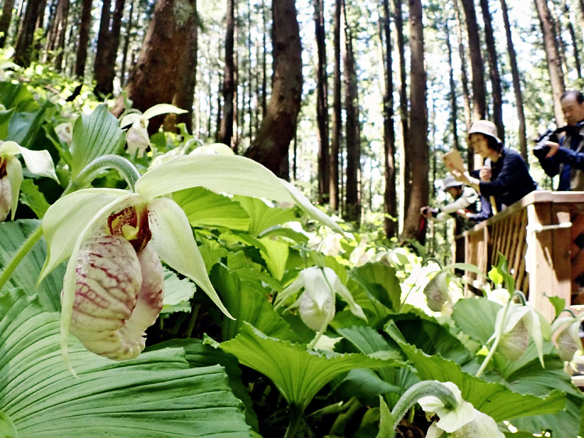 クマガイソウの開花状況（令和7年5月7日時点） – 松川町観光協会