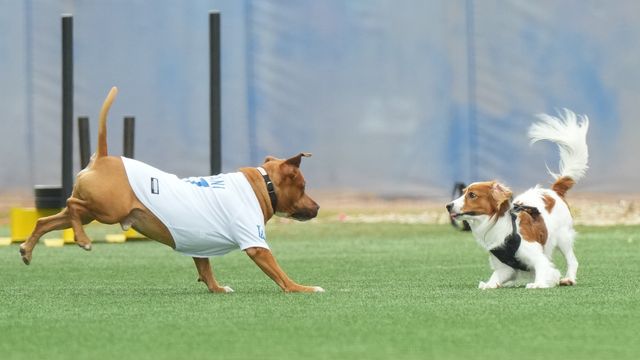 兄・デコピンが初登場 大谷翔平が2歳の誕生日を祝福「さすがお