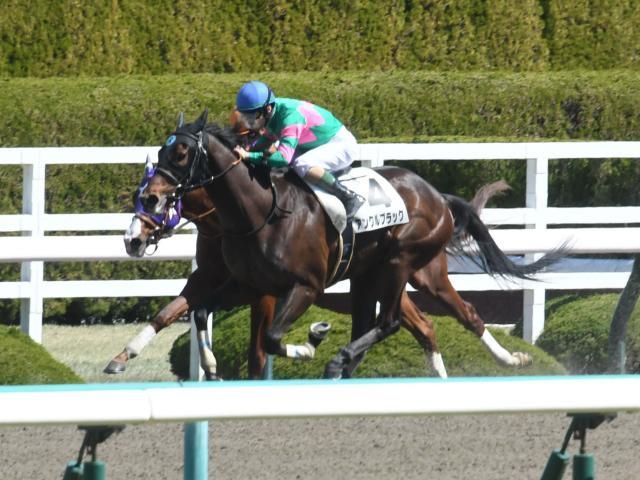 京都HJ出走馬・騎手確定】アンクルブラック＆高田潤騎手