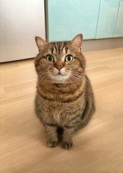 楽天市場】お座り 子猫 チャトラ 置物 オーナメント 庭 部屋