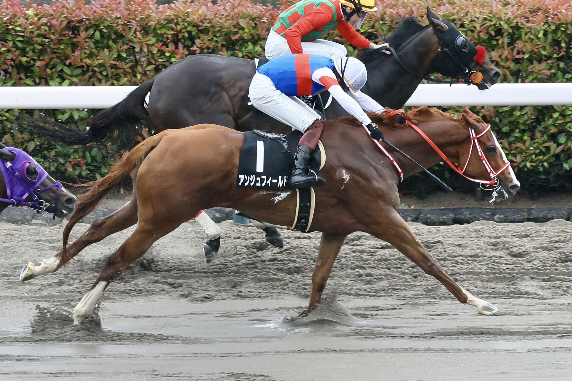 競馬　JRA  三浦皇成 三浦皇成「3.3億円ホース」と運命の出会い!? 「古馬のような