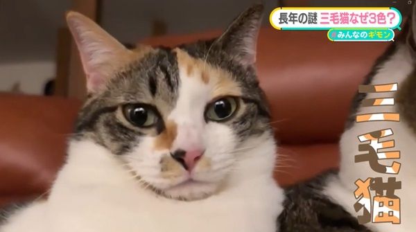 謎多きネコの世界──三毛猫「オレンジ色」を生む遺伝子を特定