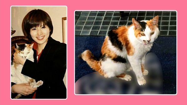 三毛猫の玉 三毛猫・サビ猫の毛色の神秘が解き明かされる 研究者が「DNAの