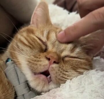 普段はお家で元気に遊ぶ子猫ちゃん お口を開けて寝ちゃう姿がSNS