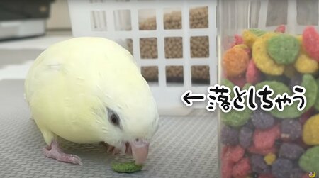 「デカ盛り希望！」大きめのエサをご所望のインコ、でも口からこぼしちゃう姿になぜか胸キュン！(LIMO)