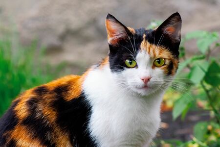 解明された「三毛猫の謎」、オレンジの毛色はどうやって作られるか