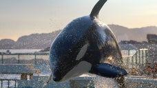 閉園したフランスの水族館に、シャチとイルカたちが取り残される。劣悪環境を保護団体がSNSで拡散
