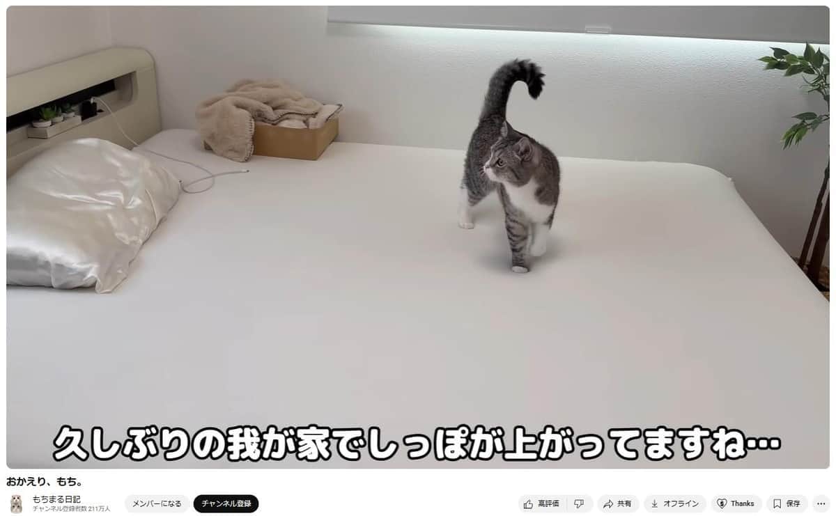 もちが退院後にお漏らししちゃいました… - YouTube