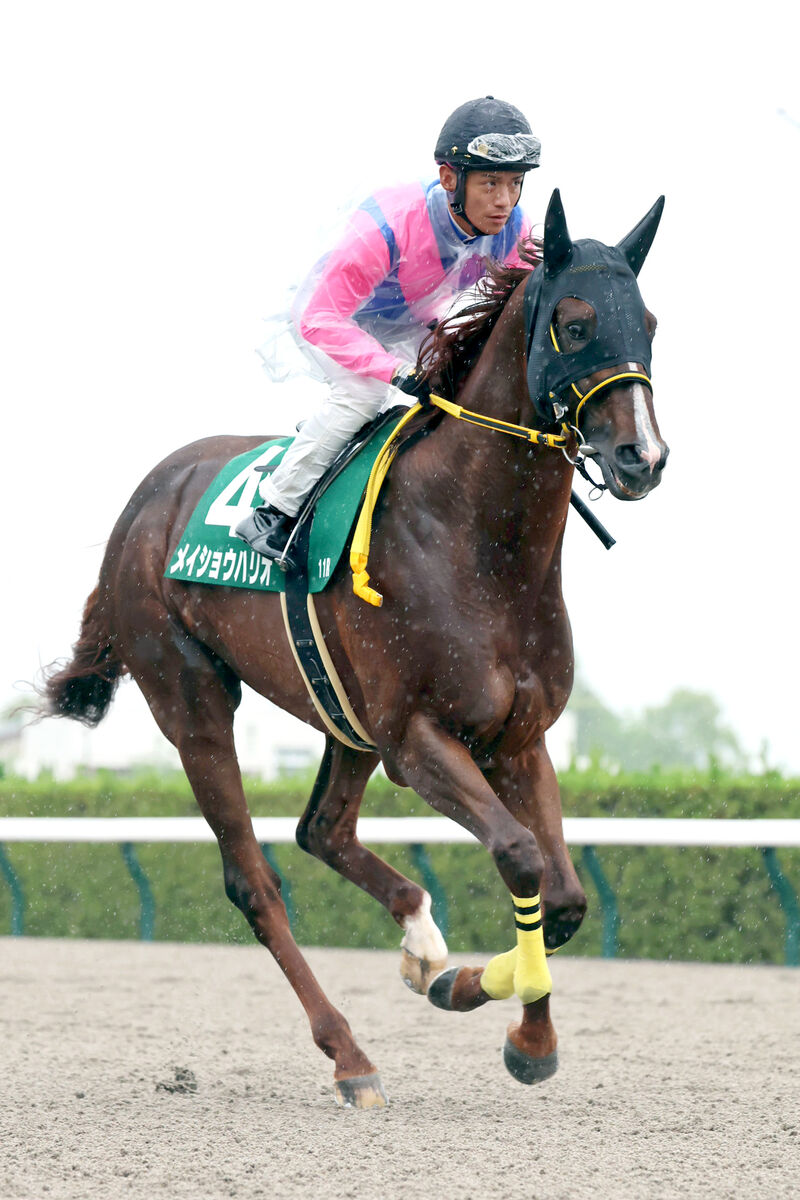 平安S】G1級4勝のメイショウハリオは7着 後方から追い込め