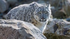 「山の幽霊」と呼ばれるユキヒョウとの遭遇。インドの渓谷で観光客が捉えた奇跡の瞬間