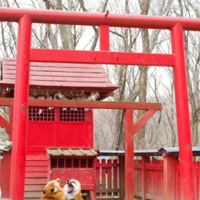リアルお稲荷さん！？」2匹のキツネが鳥居の横で、取っ組み合い