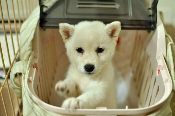 一生懸命ゴハンを食べていた」白柴の子犬→8年が経った現在は