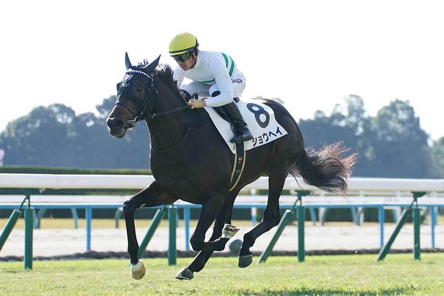 ダービーで有力視「ショウヘイ」　6月1日のLAに競馬ファン注目「打ったら来ます」、前走は“連動”で話題（THE ANSWER） - Yahoo!ニュース