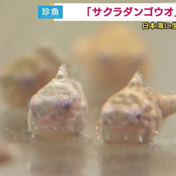 8年前に新種登録された「サクラダンゴウオ」泳ぎは苦手で吸盤で海藻などにくっついて生活(関西テレビ)
