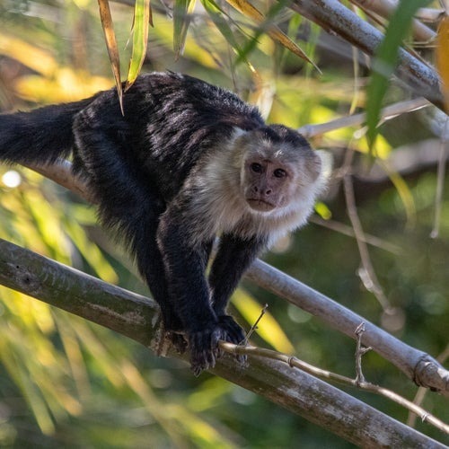 異種の赤ちゃんを誘拐し、背負うオスザルたち。パナマの無人島で確認された謎の行動、その衝撃の理由