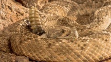 「ヒョウ柄のガラガラヘビ」が米・アリゾナで発見される。“前例なき”突然変異に「こんなのは初めて」