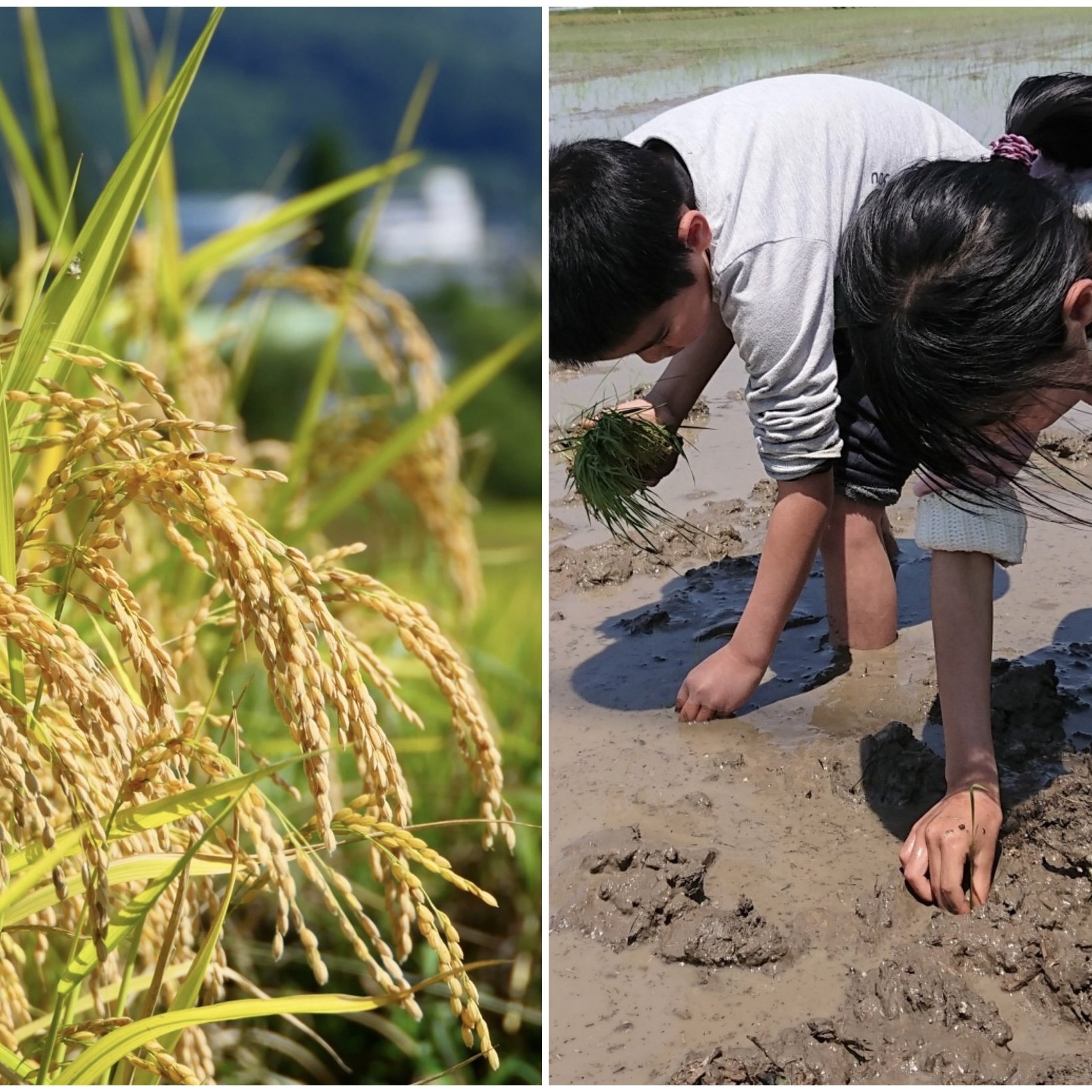 学校での「田植え体験」は必要か？　「大変さを植えつけないで」「経験は大切」とSNSで賛否両論…ご近所や保護者からはクレームも（集英社オンライン） - Yahoo!ニュース