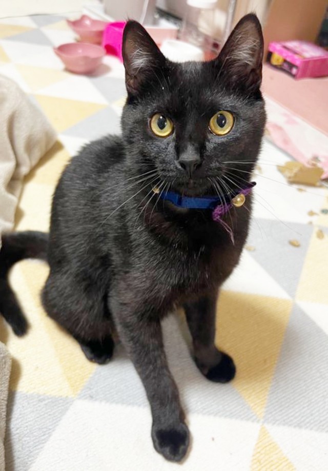 きょうだいが目の前で絶命…恐怖で動けなくなった子猫を保護