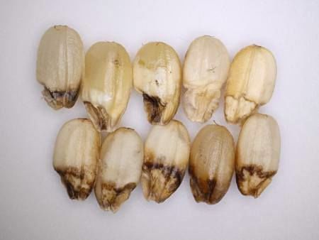 コメの害虫「イネカメムシ」が急増　60年ぶり異常事態、米騒動に拍車？